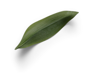 Spa Leaf